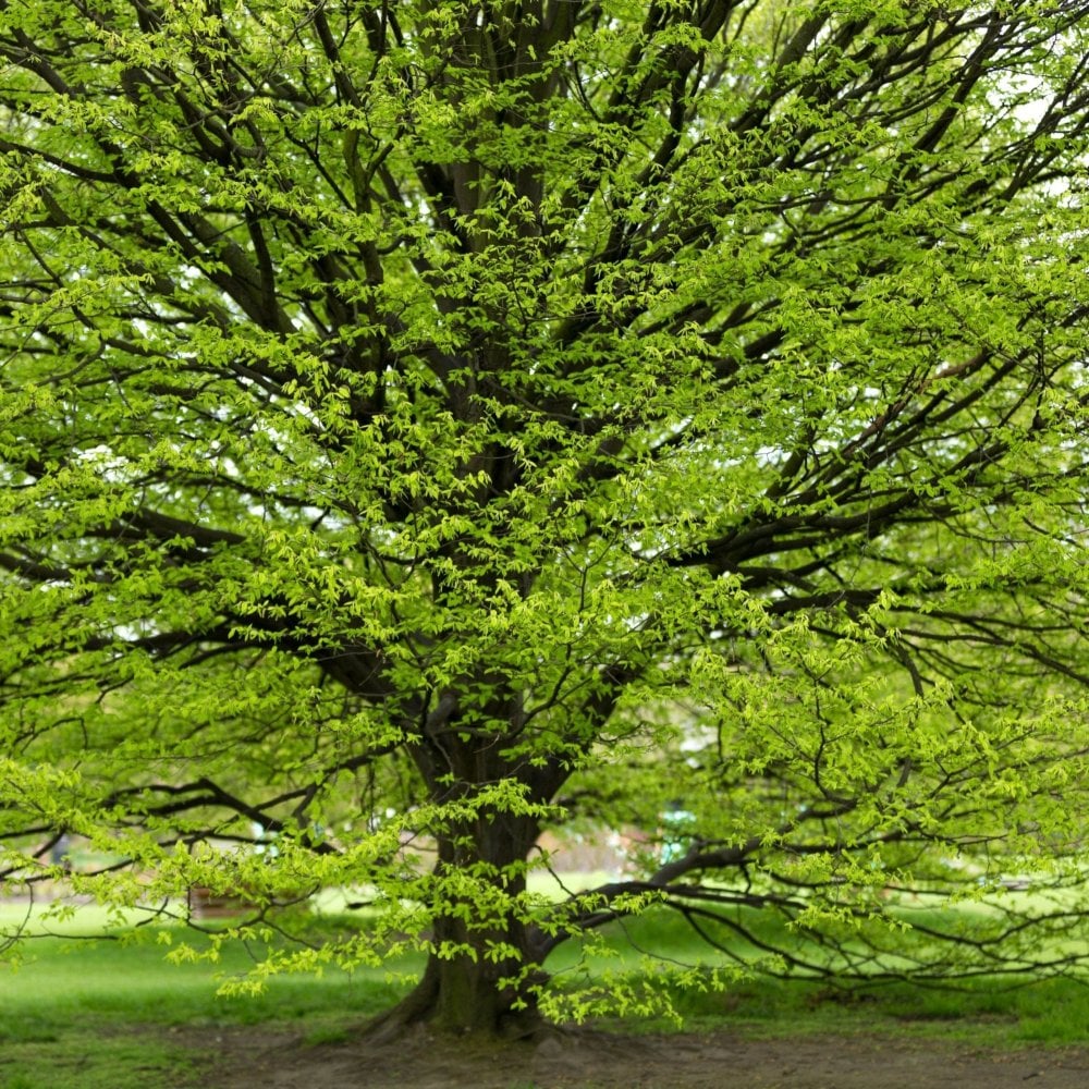 Hornbeam (Carpinus betulus) bare root hedging plants and tree saplings