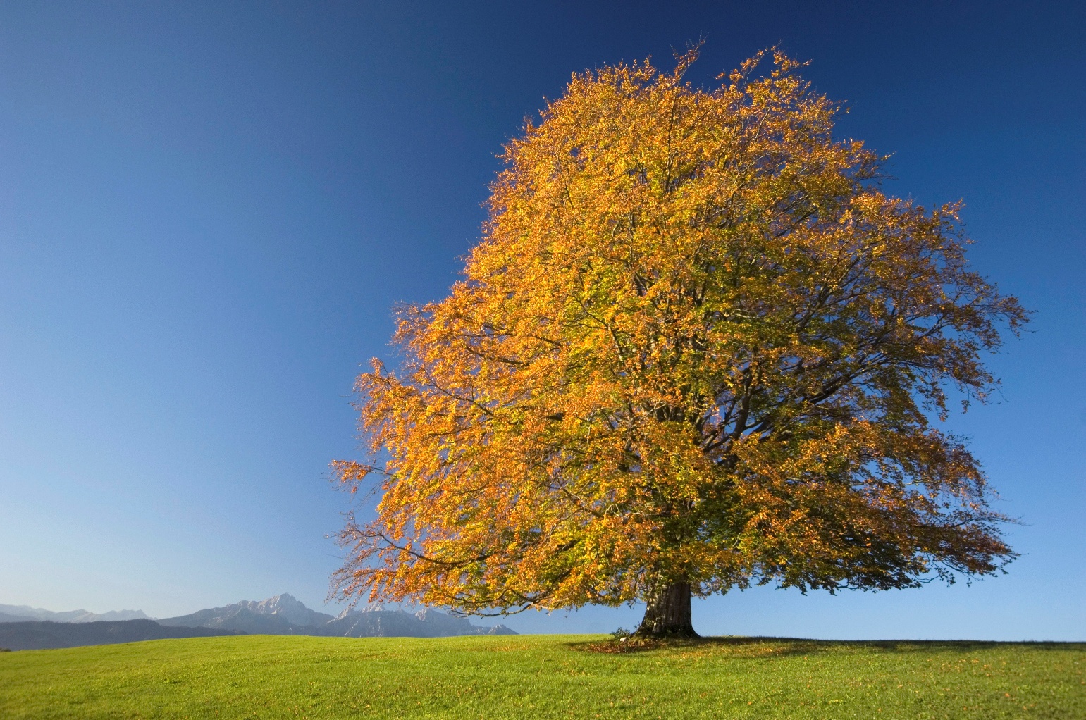 How to Grow and Care for Tricolor Beech